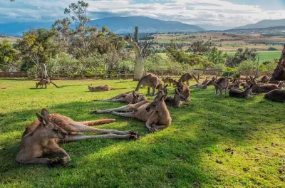 Excursion à Hobart : Marché Salamanca et faune sauvage