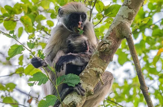 Granja de especias y bosque Jozani en Zanzibar: Tour privado mitad día