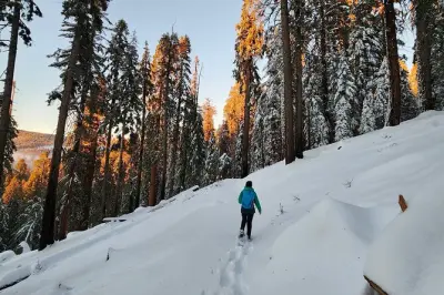 Bear Hill Snowshoe Tour: Giant Sequoias Winter Walk