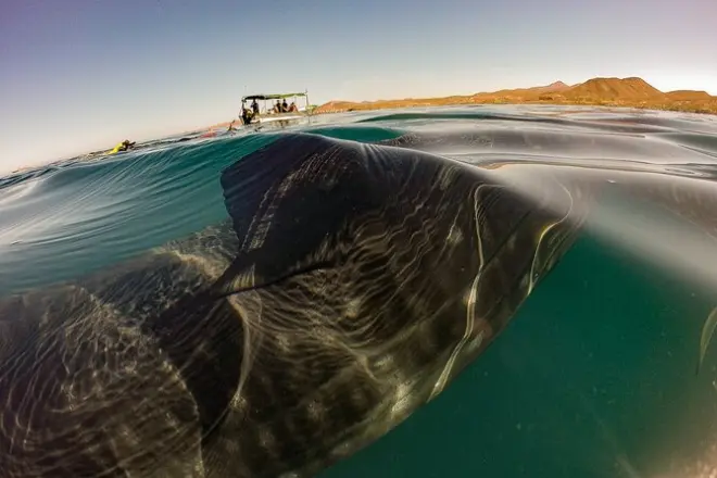 Snorkeling a La Paz: Squalo balena con biologi marini