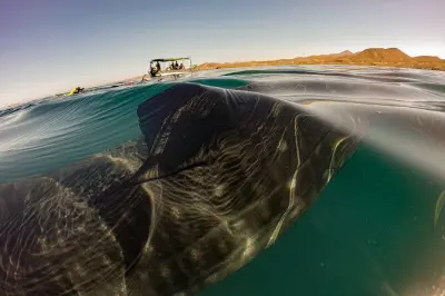 Snorkeling a La Paz: Squalo balena con biologi marini