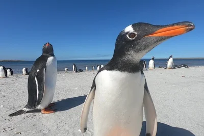 See penguins up close at berthas beach, explore stanley’s landmarks, and enjoy snacks with a local guide. includes pickup and coffee. book your spot now.