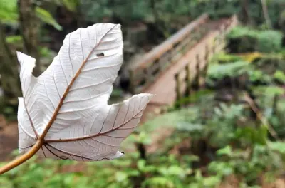 Old San Juan e El Yunque: Bagno in foresta e tour a piedi