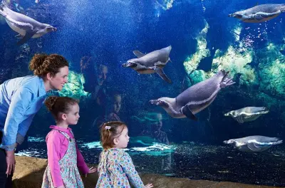 Bournemouth Oceanarium: Alimentación de tiburones y pingüinos