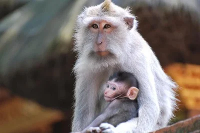 Experience ubud’s monkey forest, tegalalang rice terraces, mount batur views, and tirta empul temple on a private bali day tour with lunch included.