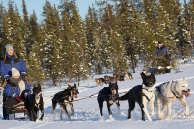 Drive your own husky sled near kiruna, swap seats with a friend, and help care for the dogs. includes pickup, snacks, and local guide. book now.