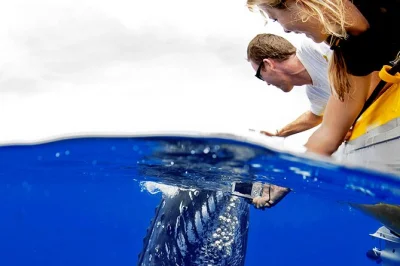 Em maui, chegue perto das jubartes num passeio em super raft com grupo pequeno. ouça o canto delas debaixo d’água, aprenda com um naturalista e aproveite bebidas a bordo. reserve já.