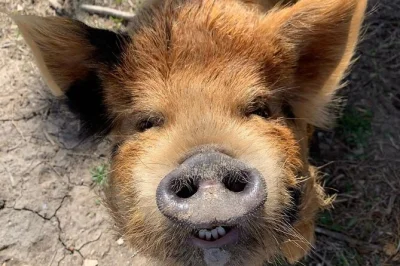Meet rare kunekune pigs in hutto, feed farm animals, and learn from locals. includes on-site parking and is fully accessible. book your spot today.