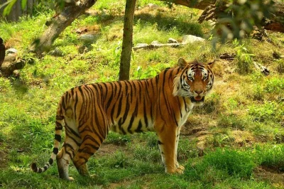 Venture from khajuraho to panna tiger reserve for a real jungle safari with a local guide. includes hotel pickup, shared jeep, and return transfer.
