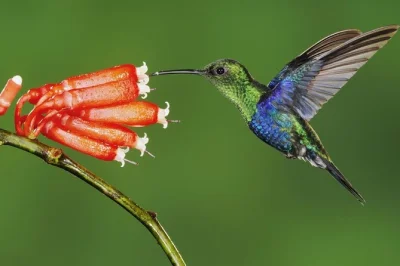 Experience ecuador’s mindo cloud forest with a local guide, from bird watching to waterfall walks. includes private transportation and flexible activities.