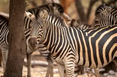 Reserva de animales Bandia y lago rosa desde Dakar