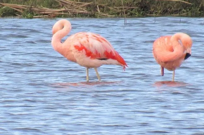 Observação de aves em Quenuir e Maullín, partindo de Puerto Varas