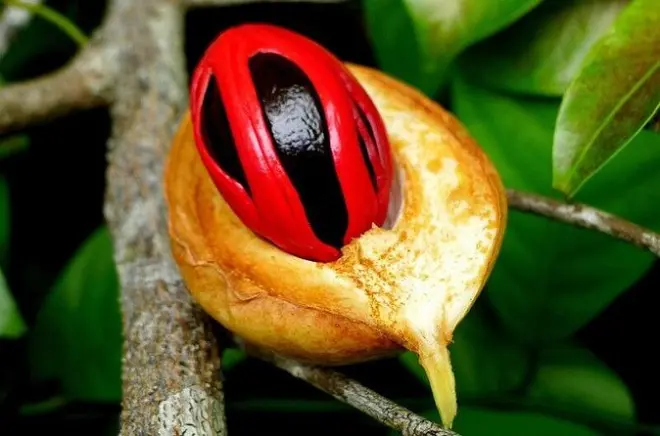 Zanzibar : Jardin des épices, Stone Town et plage de Paje