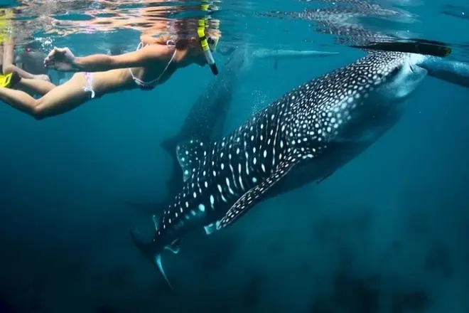 Nuoto con squali balena e canyoneering a Oslob da Cebu