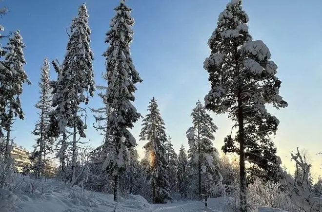 Oslo Schneeschuh-Tour: Waldblicke über der Stadt