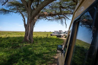 Experience a group safari in serengeti and ngorongoro with local guides, camping gear, and meals included. book now for pickup from arusha.