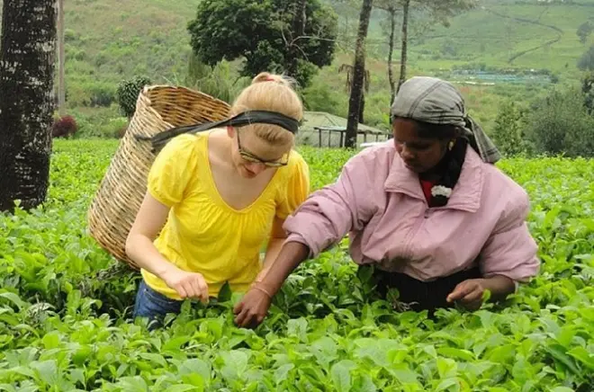 Teeverkostung in Nuwara Eliya: Lover's Leap & Pedro Fabrik