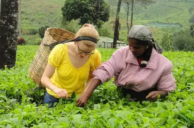 Tea Tasting in Nuwara Eliya: Lover's Leap & Pedro Factory