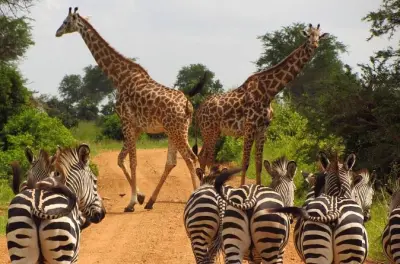 Safari 3 jours dans la réserve de Selous depuis Dar es Salaam